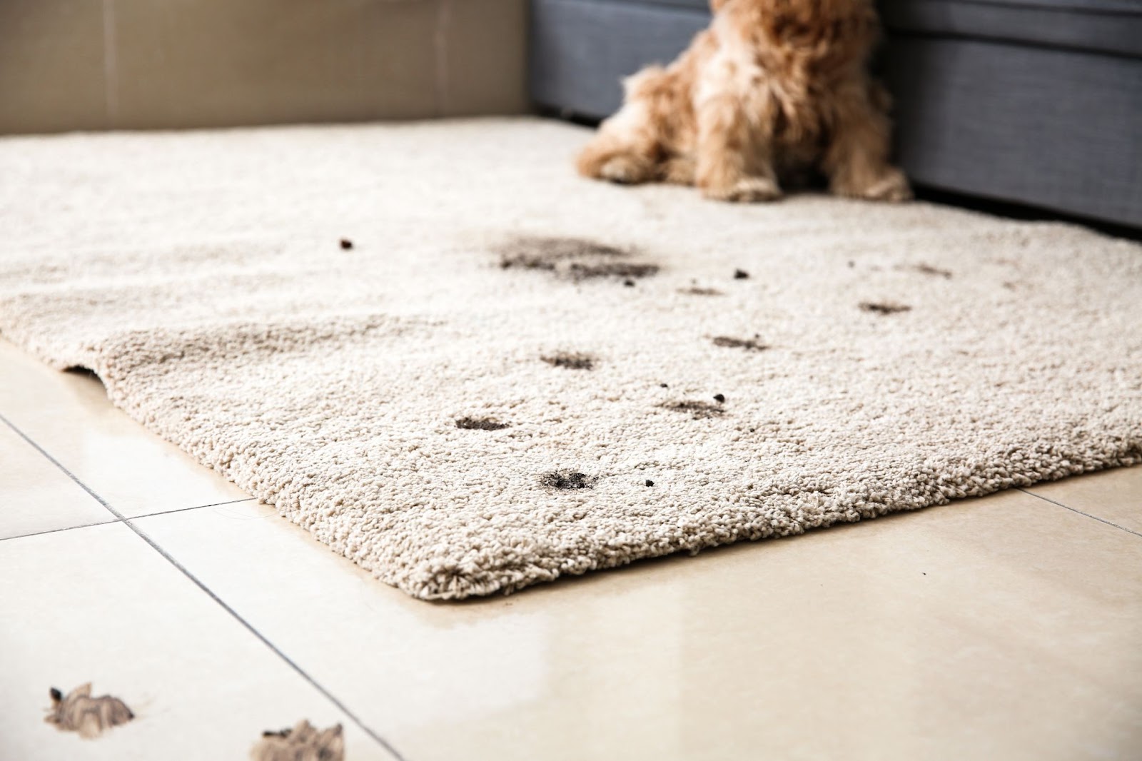 A dog sitting on a rug with paw prints, surrounded by carpet stains, highlighting the need for cleaning carpets.