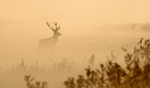 5 Things to Do After Shooting a Deer