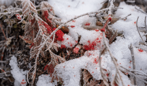 Blood Trailing Tips Every Hunter Should Know