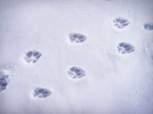 Fresh snow footprints create a serene winter trail