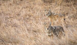 Hunting Coyotes: The 3 Reasons Every Hunter Should Participate