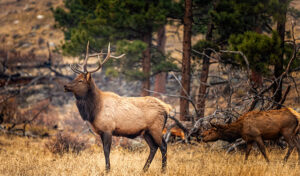 Tips for Elk Bugling