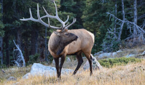 Where is the Best Place to Hunt Elk?