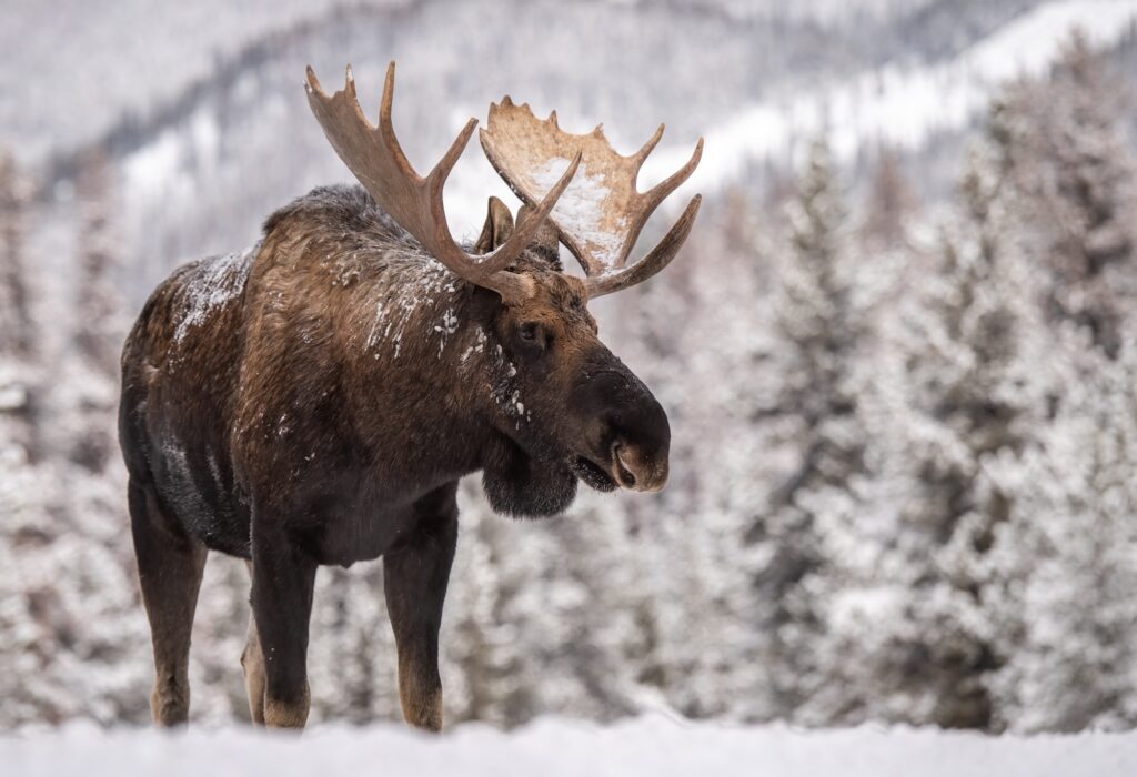 A Moose in Snow
