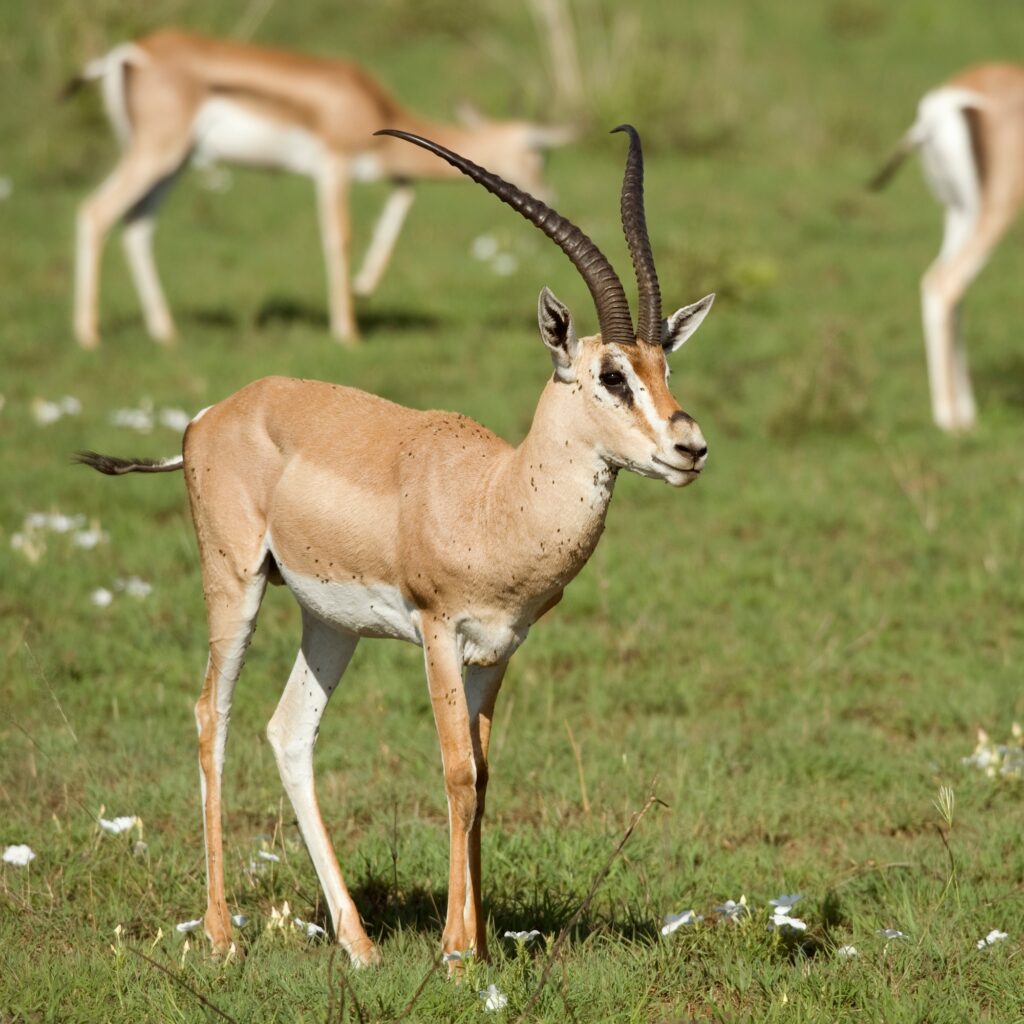 antelope