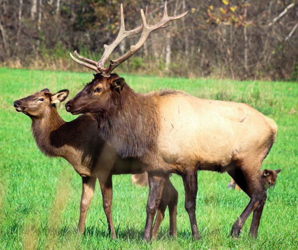 Elk in wild