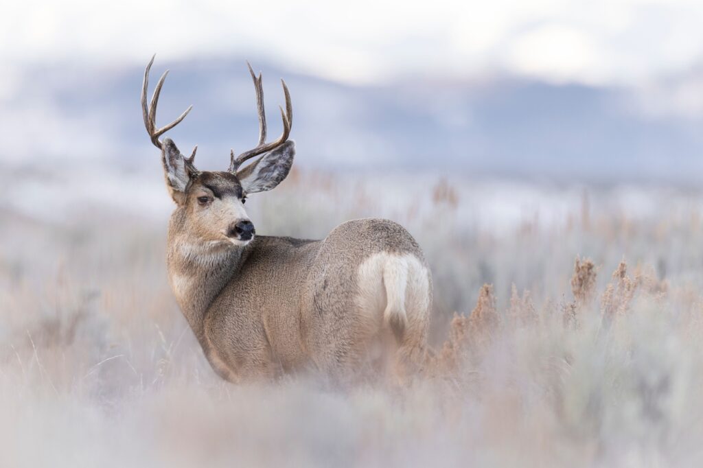 Majestic Mule Deer in Misty Field