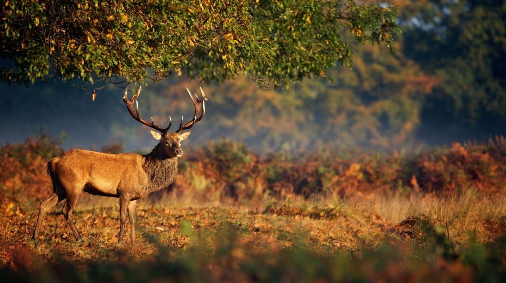 A deer stands gracefully in a field, embodying the essence of nature during a hunting trip.