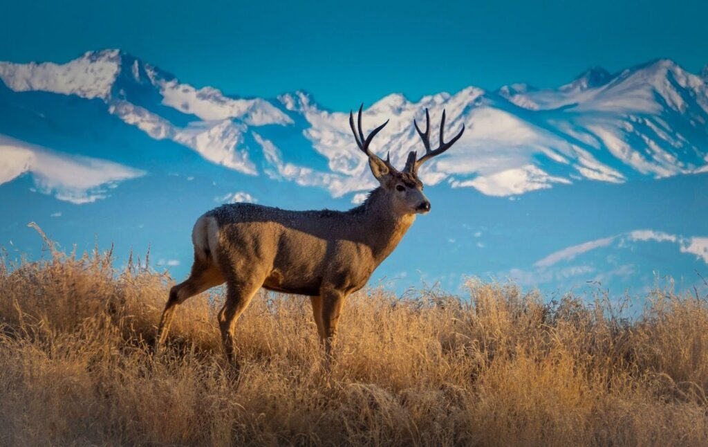 A deer stands in front of snow-capped mountains, creating a serene natural scene in the background