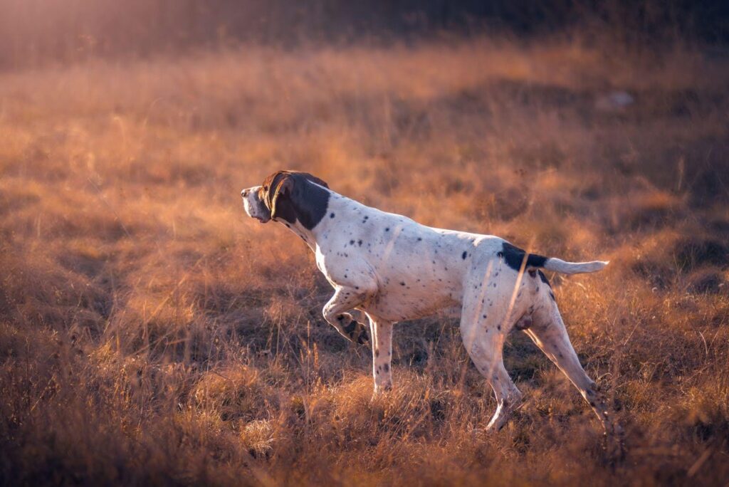 A dog dashes across a vibrant field, illuminated by the warm glow of a sunset, capturing a moment of pure joy