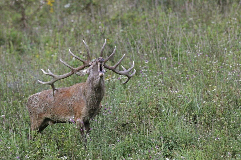 A large deer with impressive antlers stands in a lush green field