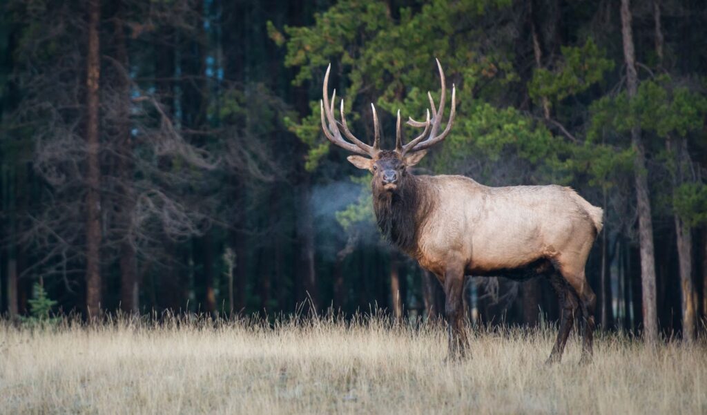 A majestic elk with large, branching antlers standing in a field of dry grass, surrounded by dense evergreen trees, with visible breath in the cold air.