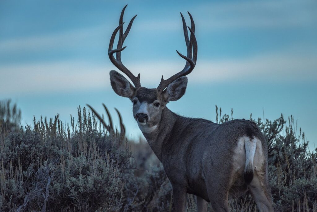 A majestic mule deer buck with large antlers stands gracefully in a lush green field, embodying the essence of trophy hunting.