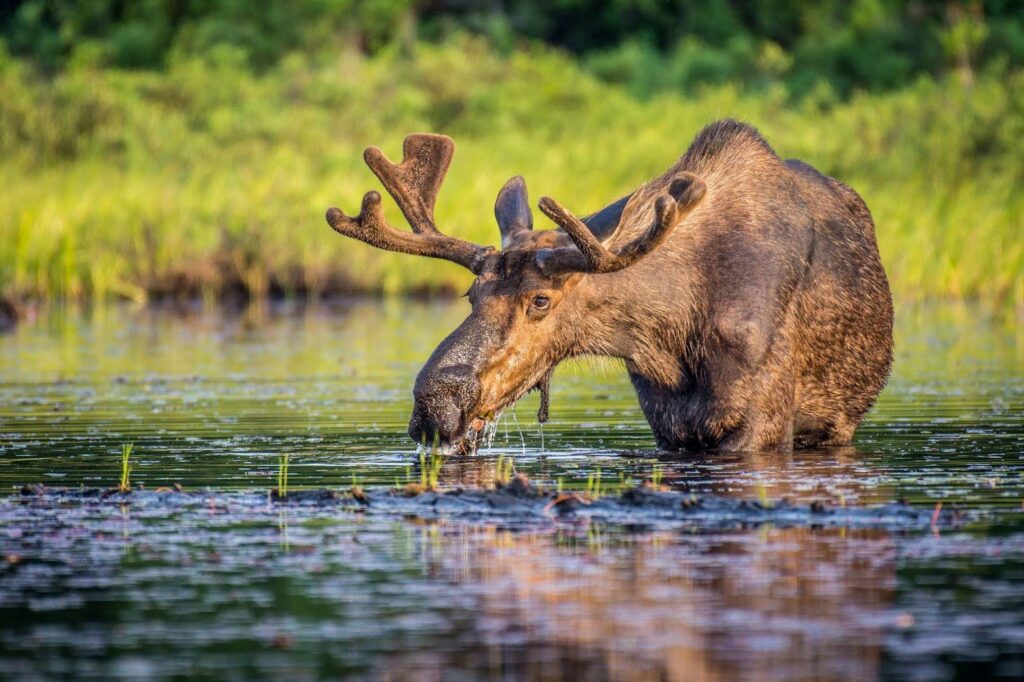 A moose is seen drinking from a pond its large body reflected in the water as it bends down