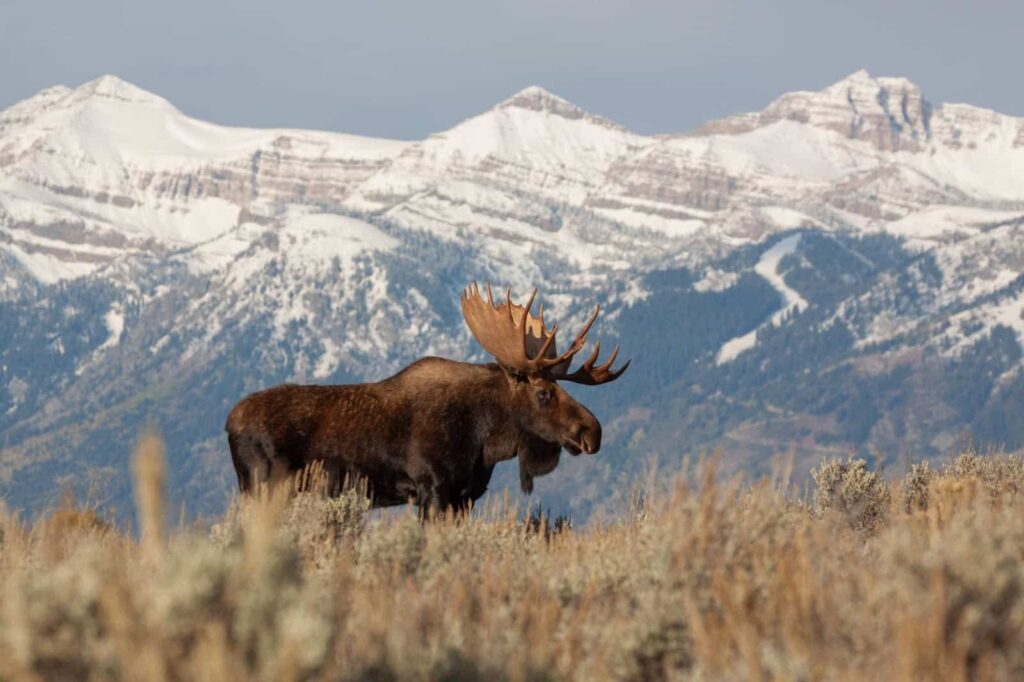 A moose standing in front of snowy Wyoming mountain range.