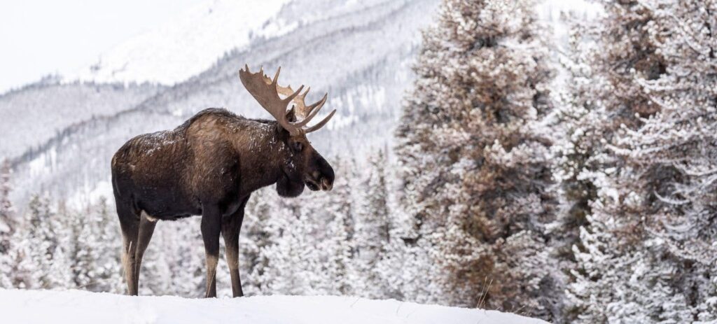 A moose stands in the snow with trees in the background creating a serene winter scene