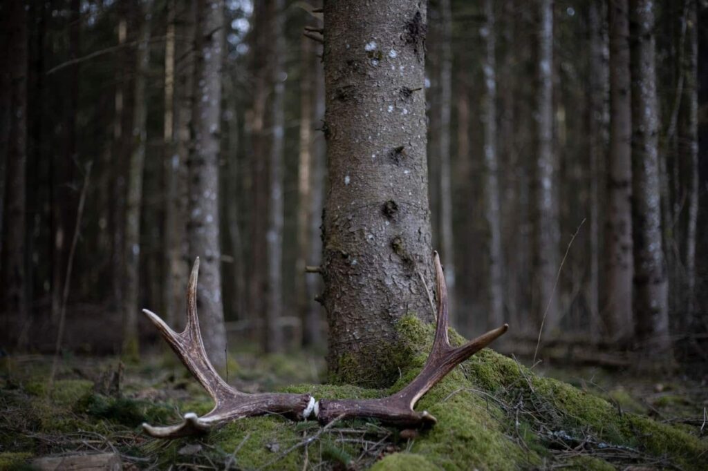 Antlers scattered on the ground, a person searching for shed antlers in the forest
