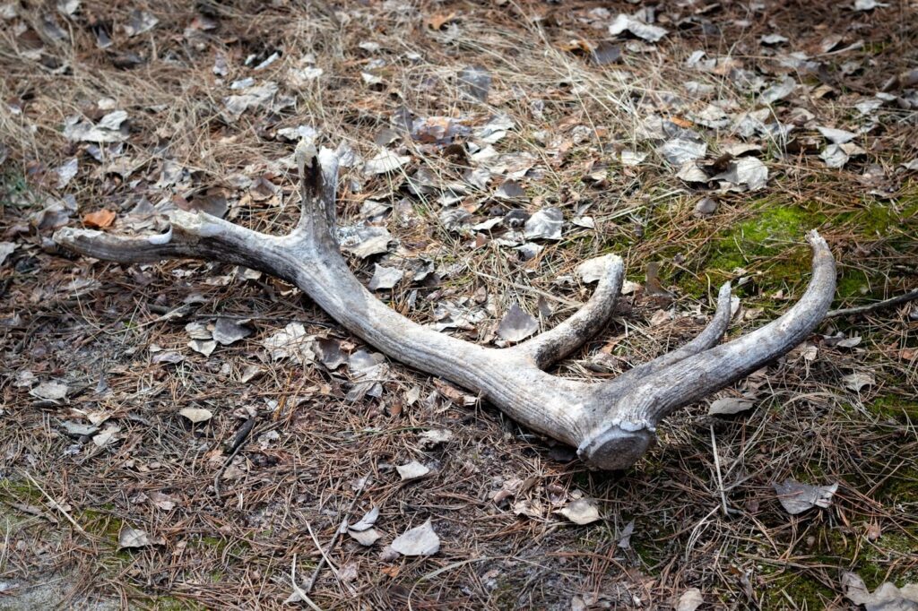 Antlers scattered on the ground during a shed hunting expedition