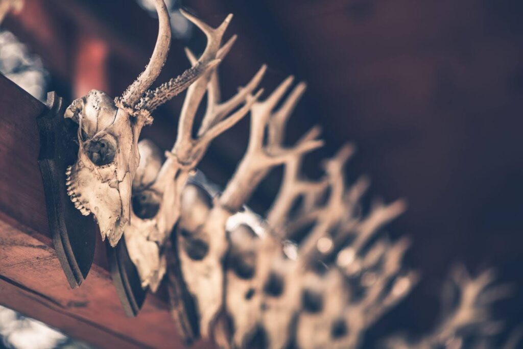 Deer skulls hanging from a wooden beam showcasing their antlers and weathered texture