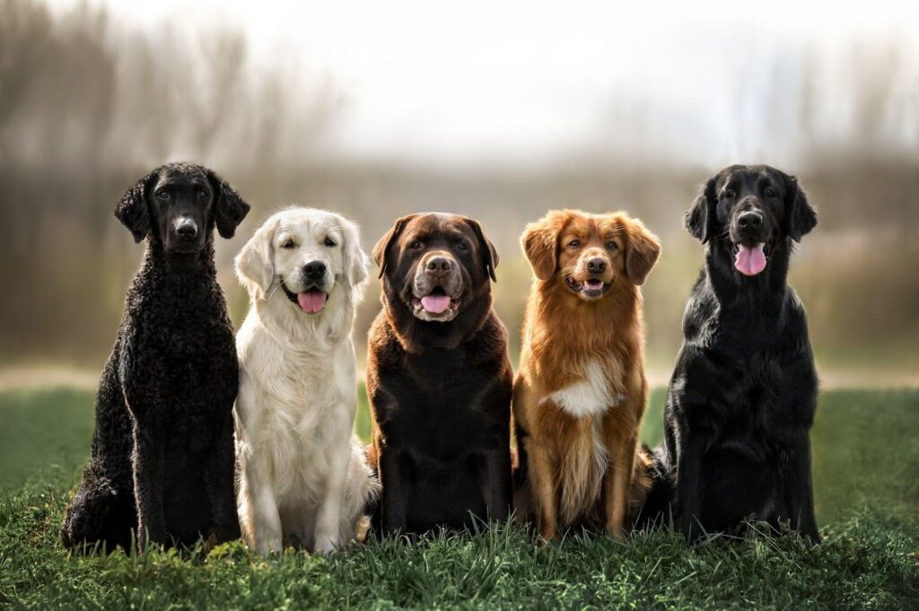 Five dogs of various breeds sitting in a row on a lush green grassy field, enjoying a sunny day outdoors