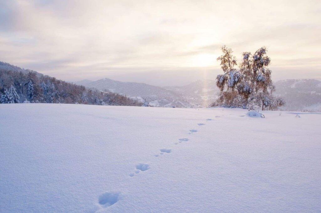 Footprints leading through a pristine layer of snow, creating a serene winter landscape