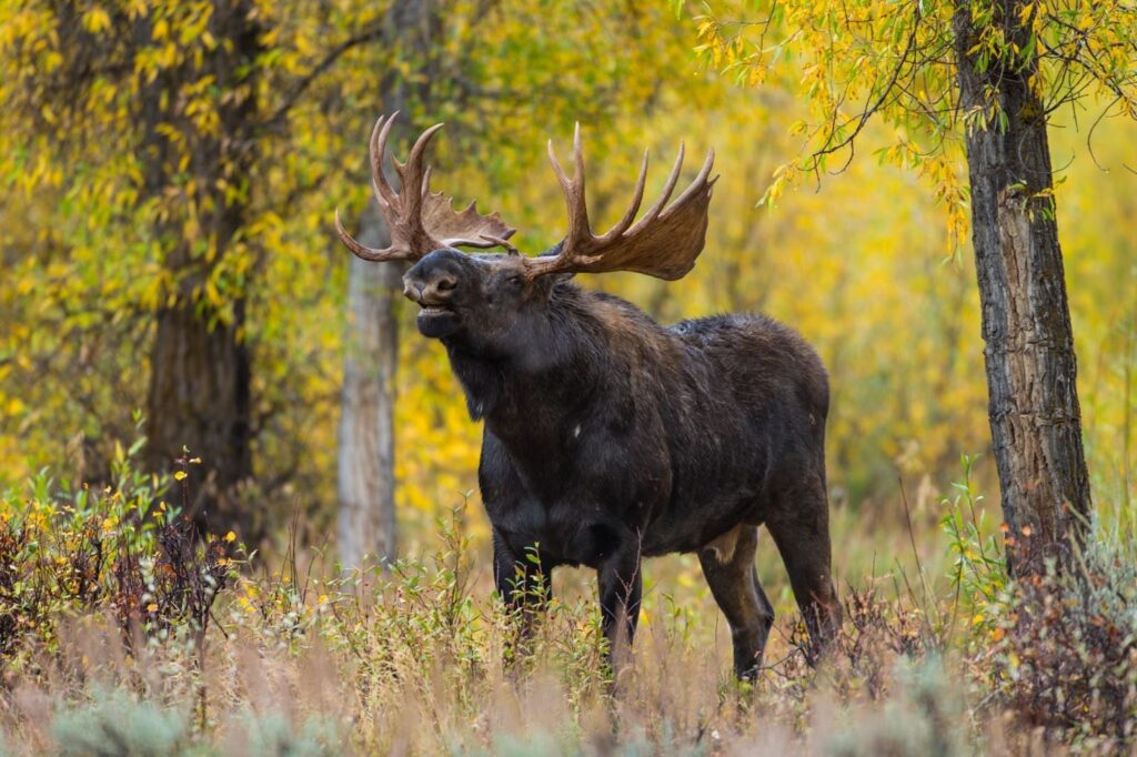 Moose with antlers out in Wyoming woods during guided moose hunts.