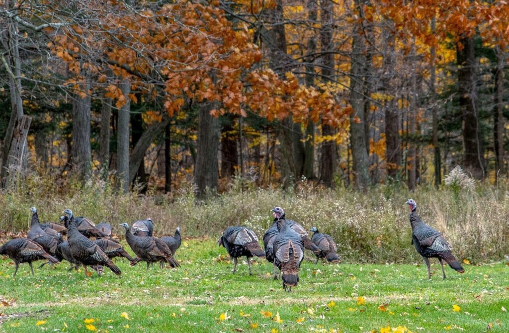 Turkeys gather in a field framed by colorful autumn trees, highlighting fall's essence
