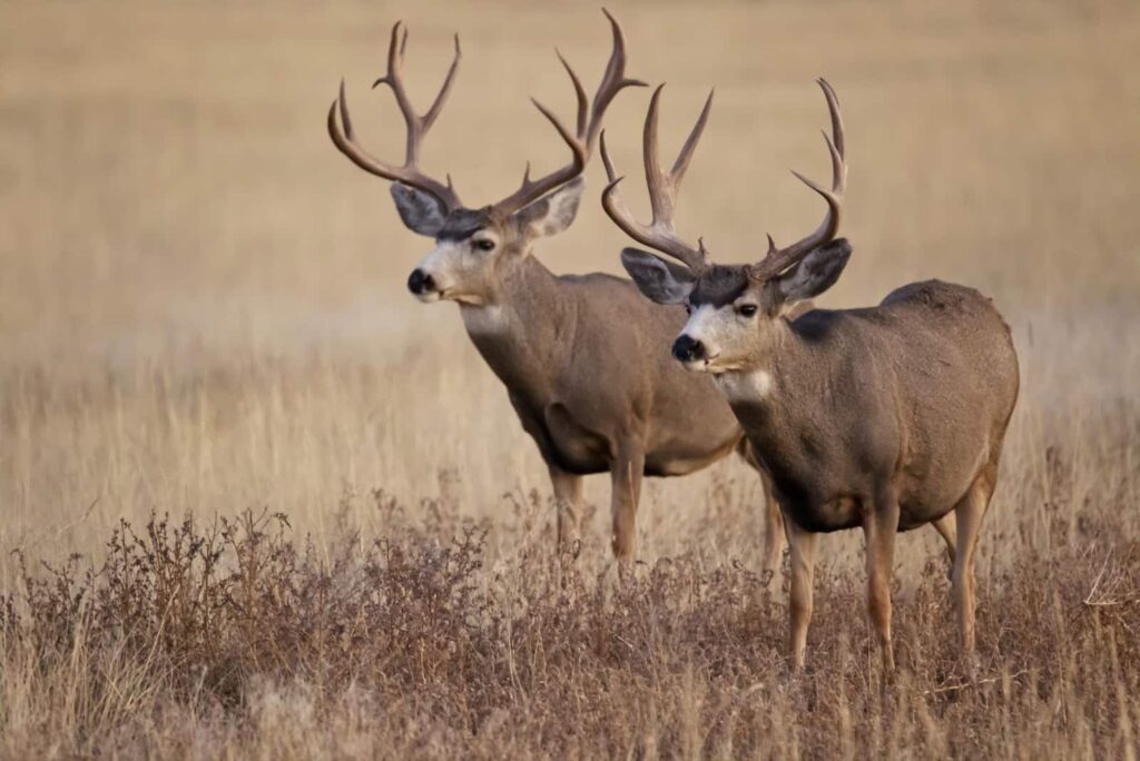 Two mule deer bucks standing gracefully in tall grass, embodying the essence of trophy hunting in their natural habitat.