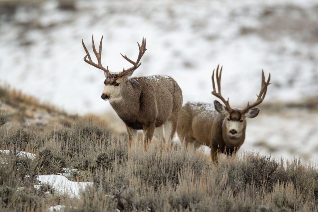 Two mule deer stand on a snowy hill, their fur contrasting against the white landscape
