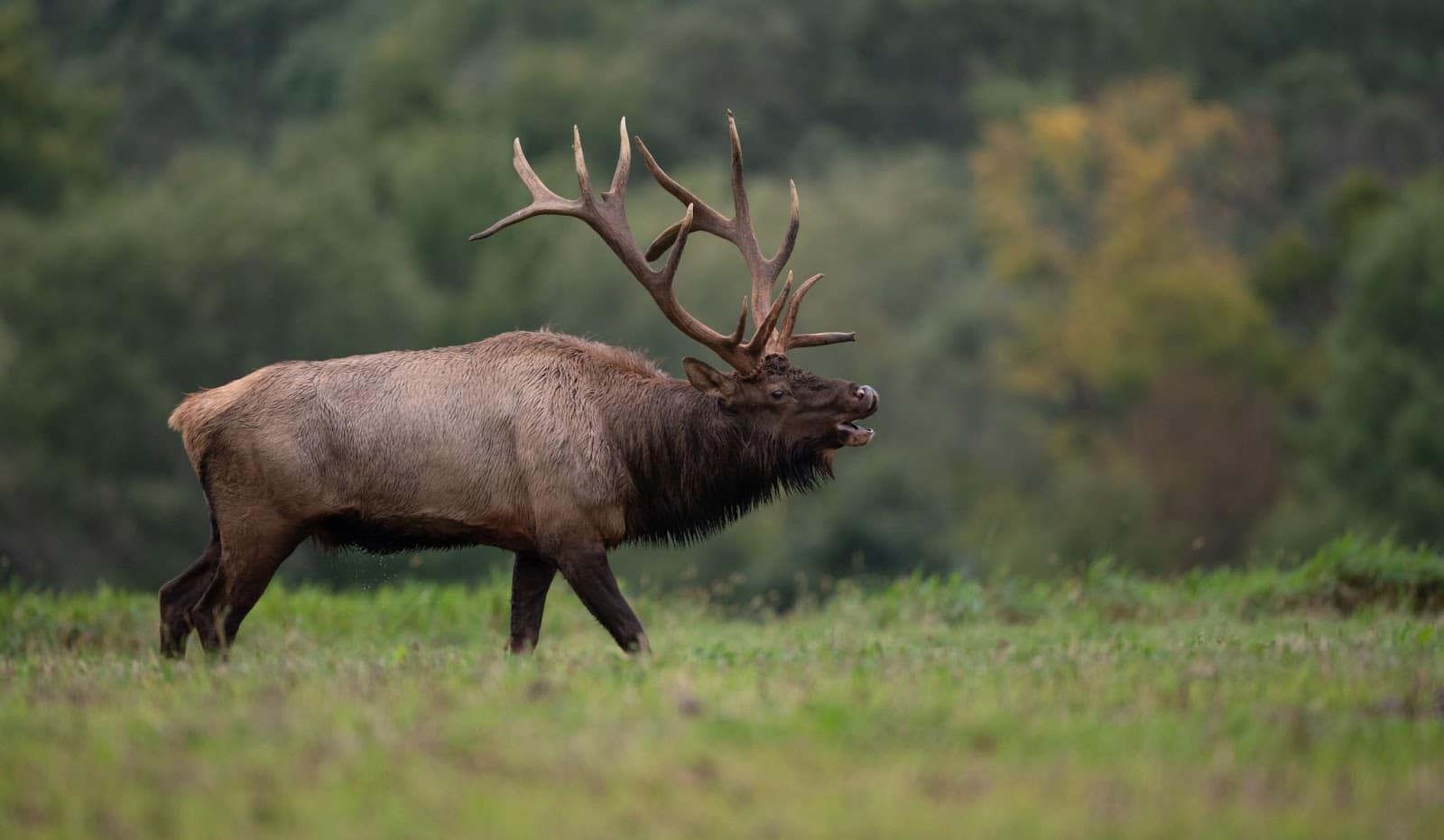 An elk with horns out standing in grass. Healthy Ecosystems